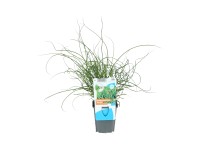 OBI csavart szittyó barna cserépátmérő: kb. 9 cm Juncus effusus spiralis OBI csavart szittyó barna cserépátmérő: kb. 9 cm Juncus effusus spiralis