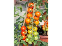 Koktélparadicsom, cserépátmérő: kb. 9 cm, Solanum