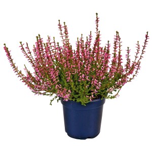 Csarab (Calluna vulgaris) cserépben, rózsaszín virágokkal. Hardy hangafélék ágyásokba, sírokba vagy tálakba.