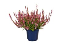 Közönséges csarab (Calluna vulgaris mix)