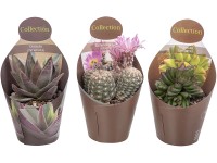 Giromagi pozsgás növény 3-féle változatban magasság kb. 15 cm - 20 cm