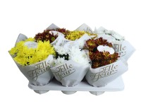 Krizantém Ying-yang trio 12 cm Krizantém Ying-yang trio 12 cm