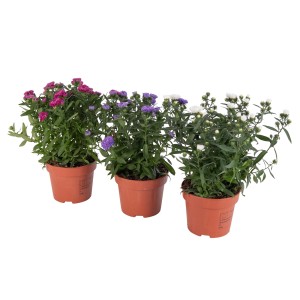 Cserepes Aster Showmakers rózsaszín, lila és fehér színben. Krizantém évelők.