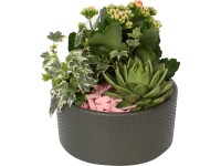 Zöldnövény és virágzó növény kompozíció cserépátmérő: kb. 18 cm