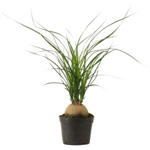 GROW by OBI Elefántláb (Beaucarnea recurvata) fekete cserépben, kb. 9 cm Ø.