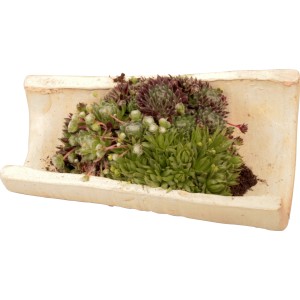Dekoratív kültéri Sempervivum tál, kövirózsával beültetve, cserép kb. 25 cm.