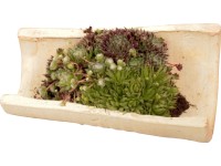 Kövirózsa dísztál kültérre cserépátmérő: kb. 25 cm