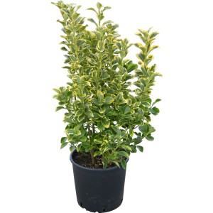 Japán kecskerágó cserépben, különböző fajták zöld-sárga levelekkel, kb. 50-60 cm magas.
