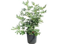 OBI közönséges füge magassága kb. 50-60 cm cserepe kb. 10 l Ficus carica