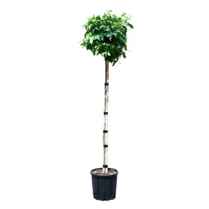 GROW by OBI Amber gömbfa, kb. 200 cm magas, cserépben. Zöld levelű házfa.