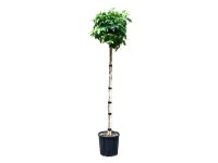 GROW by OBI amerikai ámbrafa gömb magasság kb. 200 cm Liquidambar Styraciflua GROW by OBI amerikai ámbrafa gömb magasság kb. 200 cm Liquidambar Styraciflua