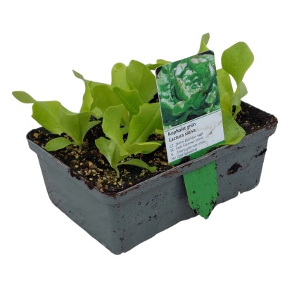 Fejes saláta 6-os tál gyökérbojt kb. 2 x 2 cm Lactuca sativa var. Capitata