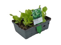Fejes saláta 6-os tál gyökérbojt kb. 2 x 2 cm Lactuca sativa var. Capitata