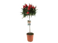 GROW by OBI citromillatú kefevirág piros cserép kb. 21 cm Callistemon citrinus GROW by OBI citromillatú kefevirág piros cserép kb. 21 cm Callistemon citrinus