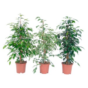 Három cserepes Ficus benjamina (szobafikus), különböző levélszínekkel.