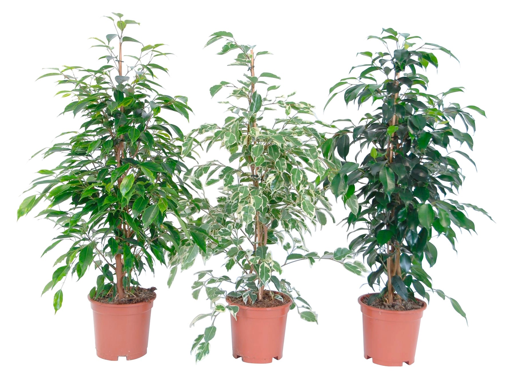 Kislevelű fikusz válogatás kb. 65 cm Ficus benjamina vásárlása OBI