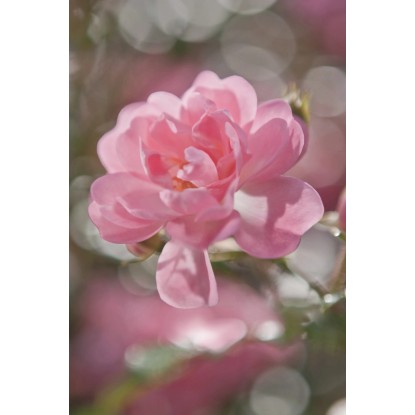 Komar fotótapéta Bouquet 184 cm x 254 cm FSC