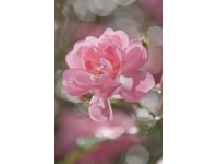 Komar fotótapéta Bouquet 184 cm x 254 cm FSC Komar fotótapéta Bouquet 184 cm x 254 cm FSC