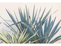 Pompás Pálmaliliom Yucca Gloriosa C10