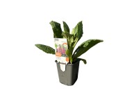 OBI kerti gyűszűvirág OBI kerti gyűszűvirág