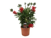 GROW by OBI citromillatú kefevirág magasság kb. 40 cm Callistemon citrinus