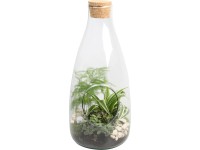 Zöldnövény kompozíció üveg kaspóban cserépátmérő: kb. 15 cm Zöldnövény kompozíció üveg kaspóban cserépátmérő: kb. 15 cm