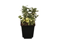 Kúszó kecskerágó Kúszó kecskerágó