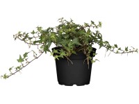 Borostyán (Hedera helix) cserépátmérő kb. 12 cm Borostyán (Hedera helix) cserépátmérő kb. 12 cm