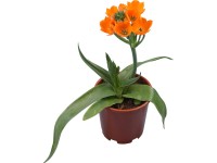 Bethlehem csillaga (Ornithogalum dubium) cserépátmérő: kb. 10,5 cm Bethlehem csillaga (Ornithogalum dubium) cserépátmérő: kb. 10,5 cm