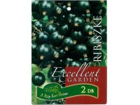 Gyökércsomagolt ribiszke fekete bogyós gyümölcsű növény