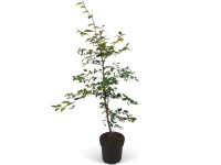Bükk készlet 150 darab magasság kb. 80-100 cm cserép kb. 2 l Fagus sylvatica Bükk készlet 150 darab magasság kb. 80-100 cm cserép kb. 2 l Fagus sylvatica