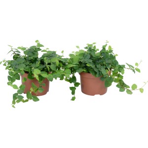 Cserepes Green Sunny kúszó fikusz, kis, zöld levelű, kúszó szobanövény.