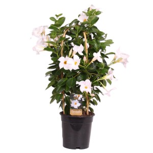 Dipladenia (Mandevilla) fehér virágokkal cserépben, mászóka. Cserepes növény erkélyre és teraszra.