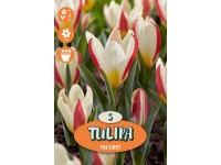 Greigii Tarafa tulipán Greigii Tarafa tulipán