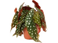 Pöttyös levelű begónia cserépátmérő: kb. 14 cm magasság kb. 30 cm Begonia macula