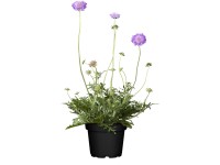 OBI ördögszem cserépátmérő: kb. 19 cm Scabiosa