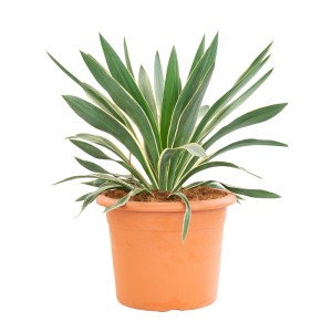 GROW by OBI Yucca gloriosa Variegata pálmaliliom, cserepes növény tarka levelekkel.