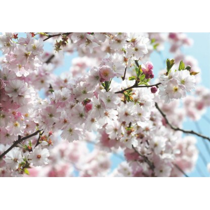 Komar fotótapéta Spring 368 cm x 254 cm FSC