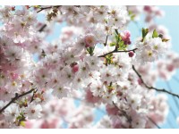 Komar fotótapéta Spring 368 cm x 254 cm FSC Komar fotótapéta Spring 368 cm x 254 cm FSC