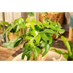 Zöld Monstera Minima (törpe ablaklevél) cserépben, dekoratív szobanövény.