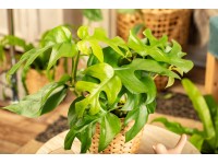 Monstera Minima cserép átmérő kb. 12 cm Rhaphidophora tetrasperma