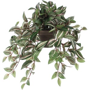 Függő mű Tradescantia növény cserépben, zöld levelek fehér-rózsaszín csíkokkal, kb. 45 cm magas.