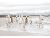 Komar fotótapéta White Horses 368 cm x 254 cm FSC
