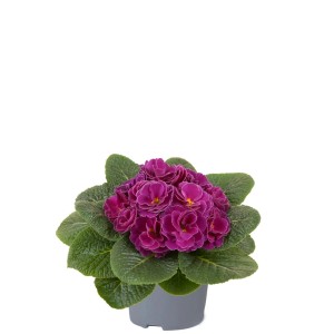Lila Primula (kankalin) cserépben. Dísznövény buja virágokkal.