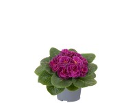 Primula Queen teltvirágú 12 cm