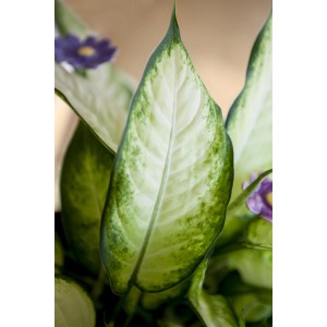 Zöld-fehér mintás levelű agglegénvirág (Aglaonema) cserépben, kb. 40 cm magas.