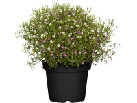 GROW by OBI mezei fátyolvirág kb. 10 cm - 20 cm Gypsophila muralis