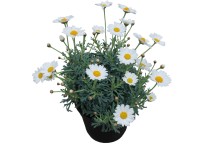 Margaréta bokor 14 cm