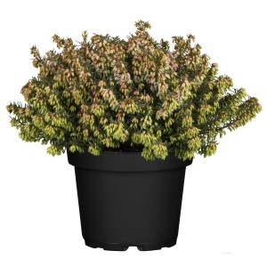 Csarab Winter Ladies cserépben, egy szívós Erica carnea finom virágbimbókkal.