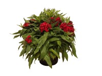 Virágágyi évelő mix 17 cm 3 töves Virágágyi évelő mix 17 cm 3 töves